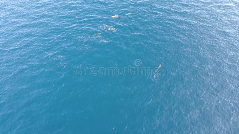 Grupp delfiner som simmar i turkos-skaldjursvy
