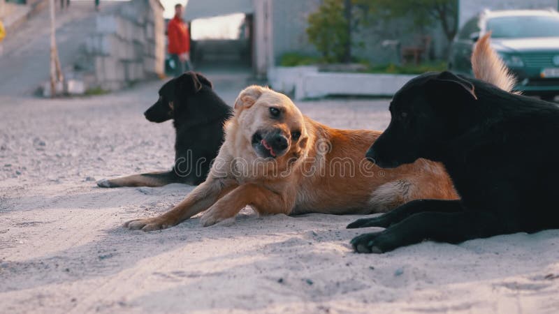 Grupp med strayhundar Lie på gatan och uppspelning Tre vakthundar på Parking