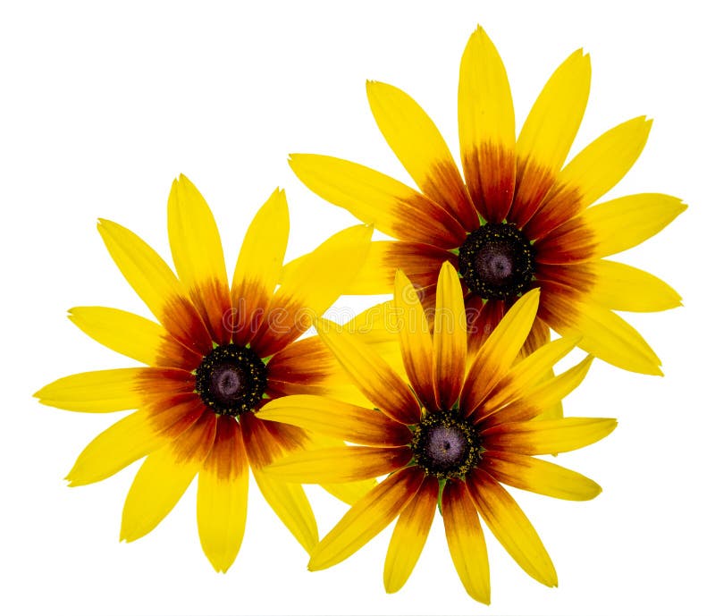 Grupp med tre svarta Eyed Susan Rudbeckia-blommor isolerade på vit bakgrund royaltyfria bilder Grupp med tre svarta Eyed Susan Rudbeckia-blommor isolerade på vit bakgrund royaltyfria bilder