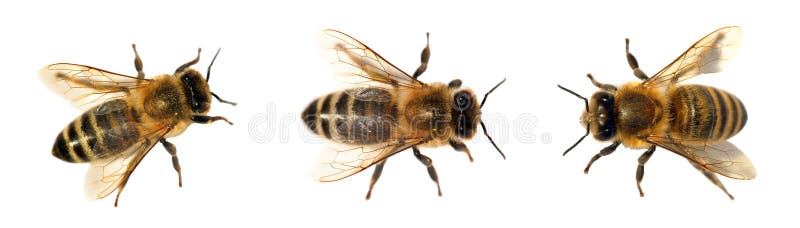 Gruppe der Biene oder der Honigbiene auf weißem Hintergrund, Honigbienen
