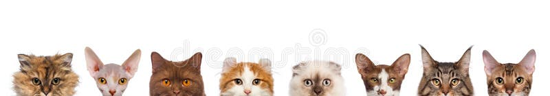 Gruppe der geernteten Ansicht der Katzenköpfe stockbilder Gruppe der geernteten Ansicht der Katzenköpfe stockbilder