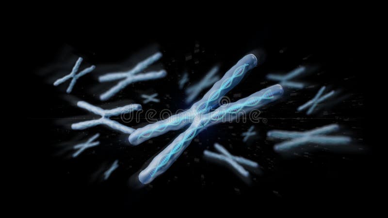 Gruppe des Chromosoms mit DNA-Innere lokalisiert auf einem Hintergrund 3d lizenzfreie abbildung Gruppe des Chromosoms mit DNA-Innere lokalisiert auf einem Hintergrund 3d lizenzfreie abbildung