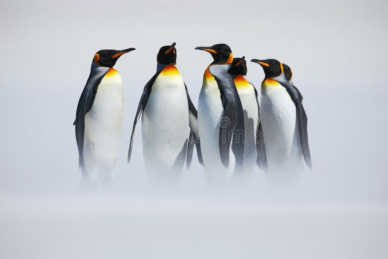 Group of penguin. Group of six King penguins, Aptenodytes patagonicus, going from white snow to sea in Falkland Islands. Penguins, Antarctica. Group of penguin. Group of six King penguins, Aptenodytes patagonicus, going from white snow to sea in Falkland Islands. Penguins, Antarctica