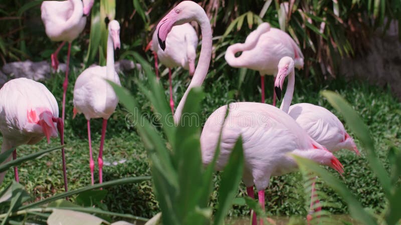 Gruppe Flamingos, die seine Federn reinigen. schöne Wildvögel rosa Flamingovögel