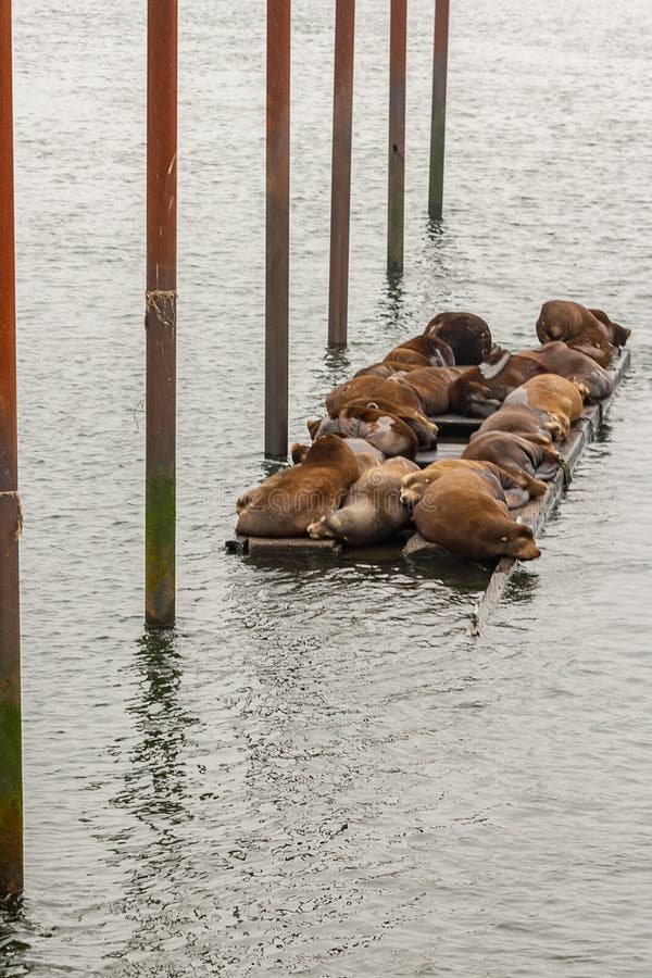 Gruppe großer brauner Seelöwen in Oregon lizenzfreie stockfotos