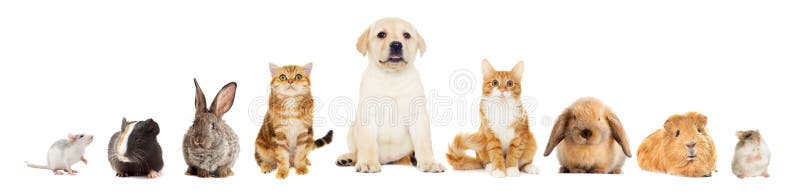 Gruppe Haustiere lizenzfreies stockfoto Gruppe Haustiere lizenzfreies stockfoto