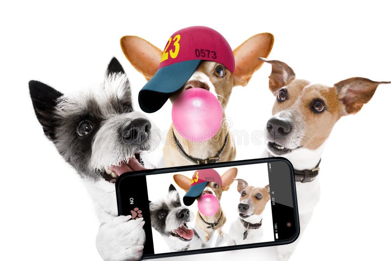 SelfieHunde stockfoto. Bild von begleiter, freundlich 40248448