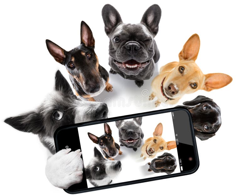 SelfieHunde stockfoto. Bild von begleiter, freundlich 40248448