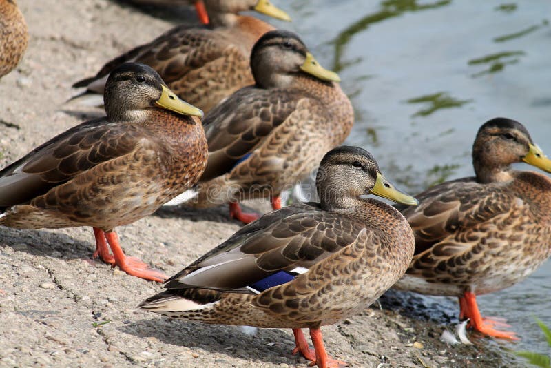 Gruppe junge Wildenten auf dem Seeufer im Sommer lizenzfreies stockfoto Gruppe junge Wildenten auf dem Seeufer im Sommer lizenzfreies stockfoto
