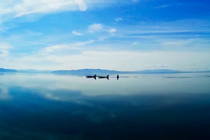 Gruppe Killerwale im Meer Meeressäugetier des Killerwals lizenzfreies stockbild Gruppe Killerwale im Meer Meeressäugetier des Killerwals lizenzfreies stockbild