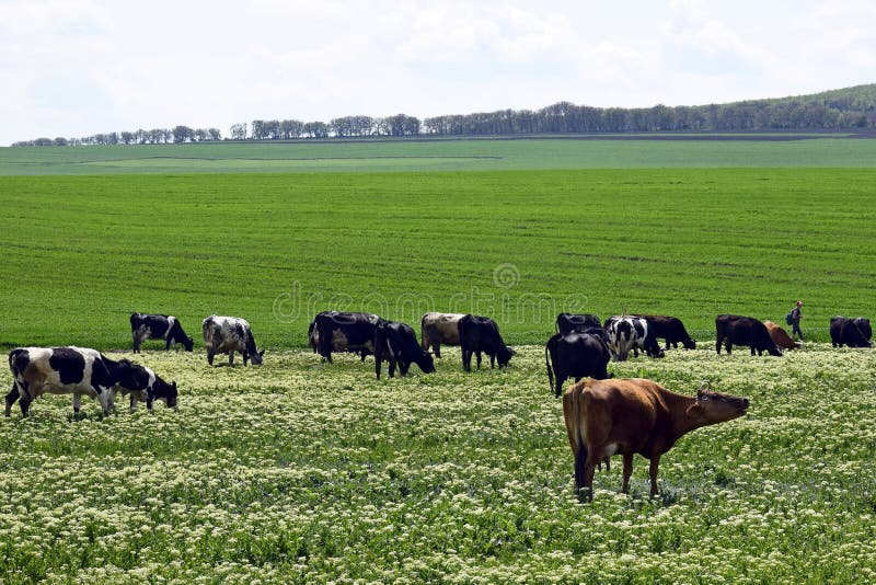 Gruppe Kühe lassen an einem grünen Tag der Wiese im Frühjahr, Viehbestandackerland weiden lizenzfreie stockbilder Gruppe Kühe lassen an einem grünen Tag der Wiese im Frühjahr, Viehbestandackerland weiden lizenzfreie stockbilder