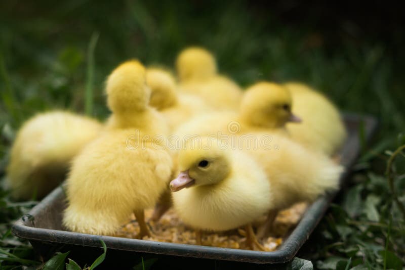 Gruppe nette gelbe flaumige Entlein im grünen Gras des Frühjahres, Tierfamilienkonzept stockfotos Gruppe nette gelbe flaumige Entlein im grünen Gras des Frühjahres, Tierfamilienkonzept stockfotos