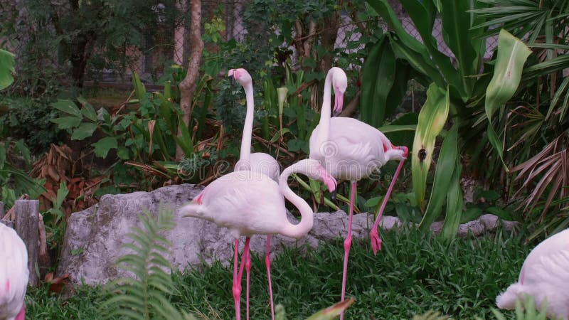 Gruppe pinke Flamingos im Zoo, der Kamera viele schöne Flamingovögel betrachtet