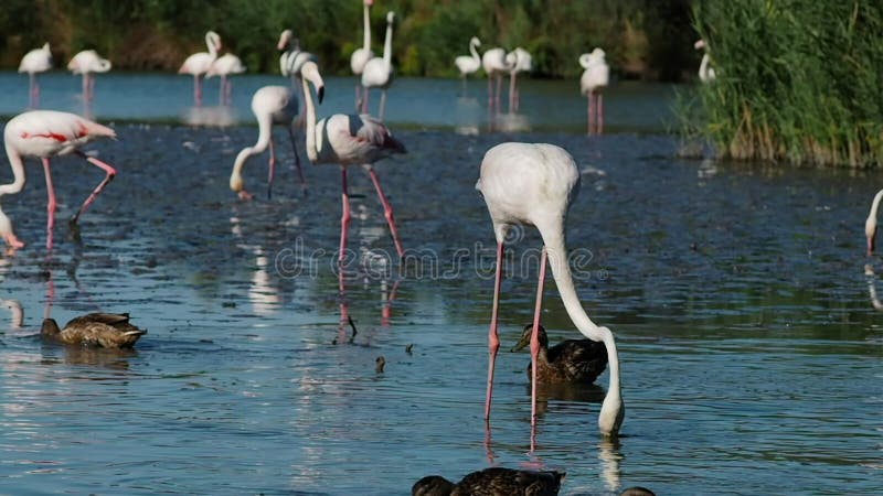 Gruppe rosa Flamingos in 4k