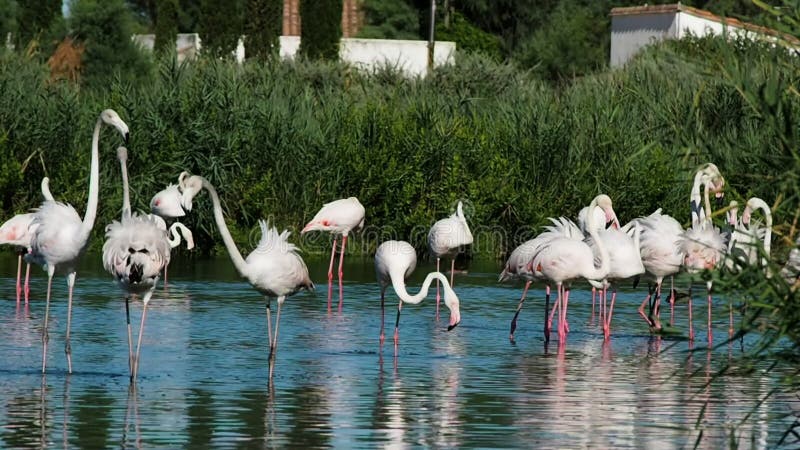 Gruppe rosa Flamingos in 4k