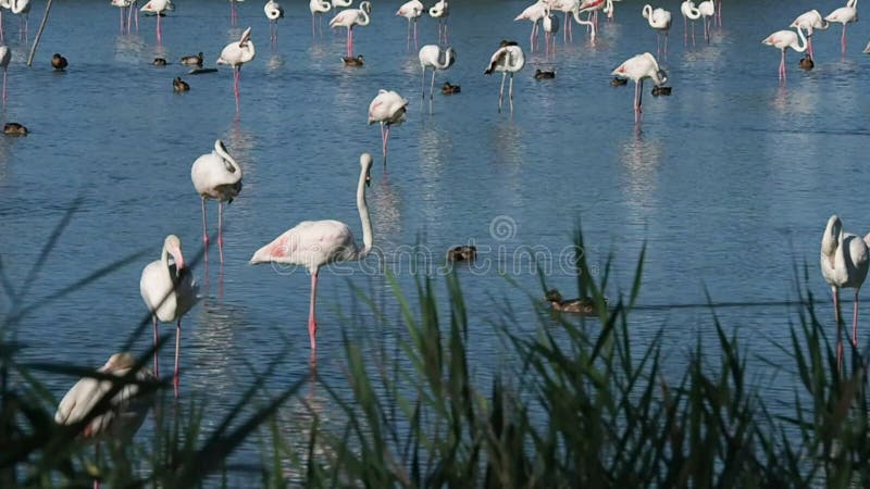 Gruppe rosa Flamingos in 4k