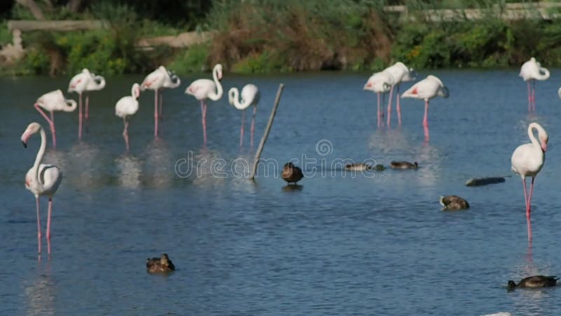 Gruppe rosa Flamingos in 4k