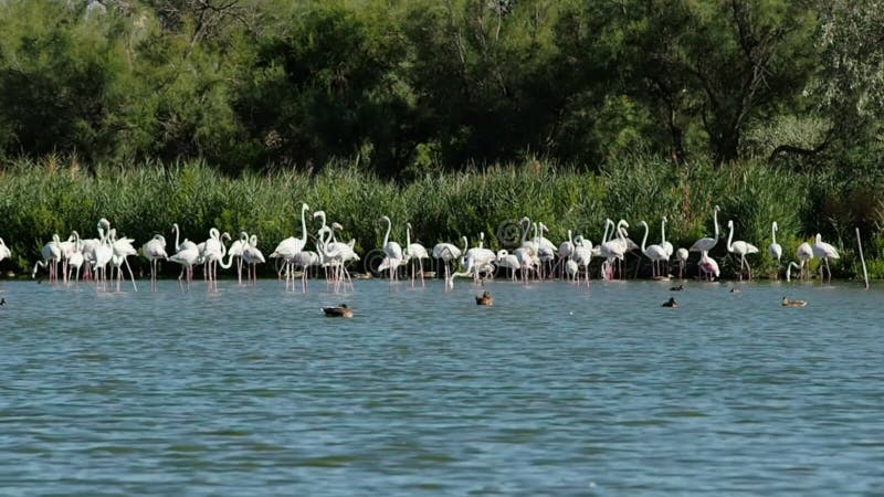 Gruppe rosa Flamingos in 4k