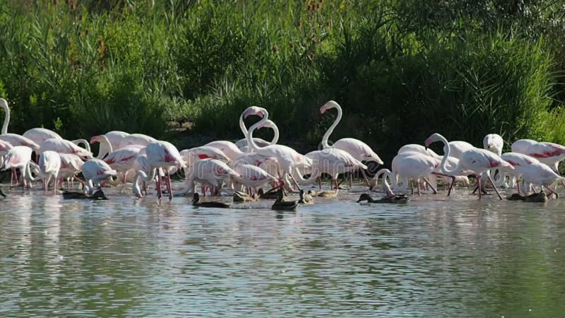 Gruppe rosa Flamingos in 4k