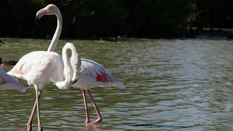 Gruppe rosa Flamingos in 4k