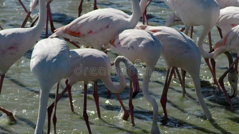 Gruppe rosa Flamingos in 4k