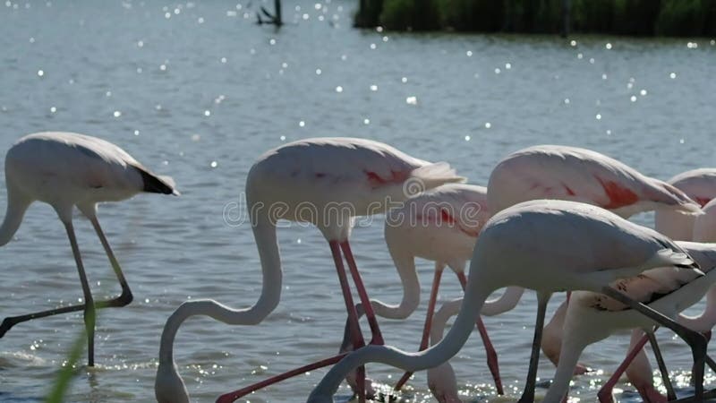 Gruppe rosa Flamingos in 4k