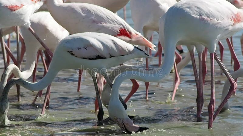 Gruppe rosa Flamingos in 4k