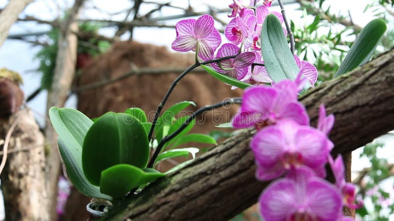 Gruppe rosa Orchideen