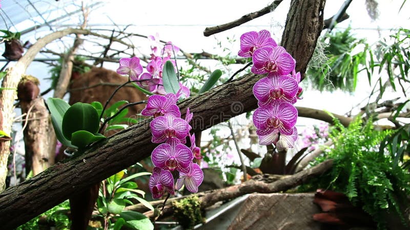 Gruppe rosa Orchideen