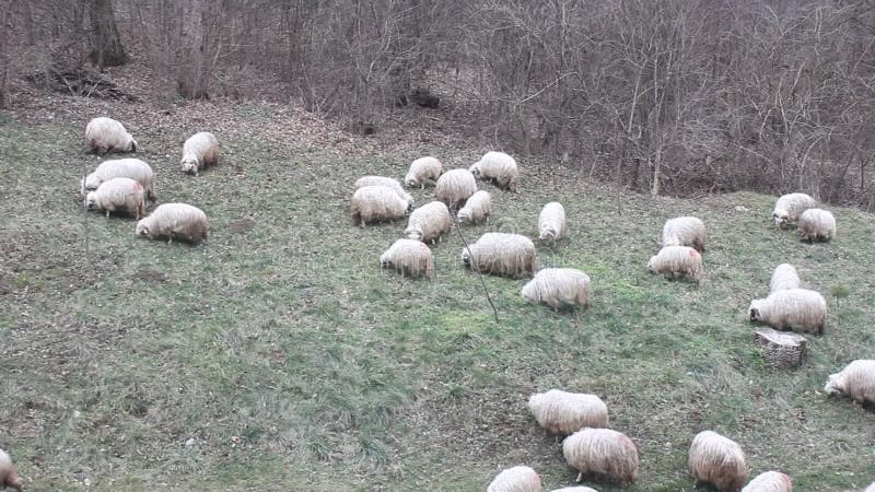 Gruppe Schafe zu weiden