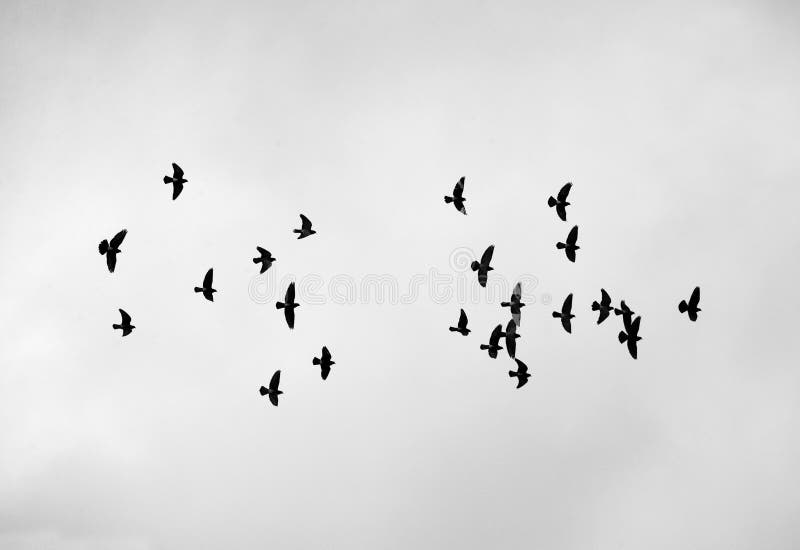 Gruppe Tauben, die in den Himmel fliegen stockfotos Gruppe Tauben, die in den Himmel fliegen stockfotos