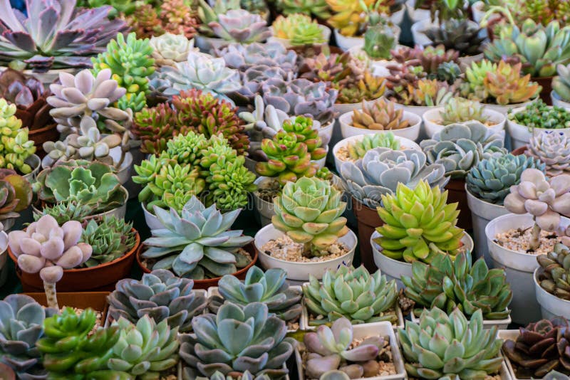 Gruppe von vielen Kaktus im Topf, ein Kaktus ist ein Mitglied des Pflanzenfamilie Cactaceae lizenzfreies stockfoto Gruppe von vielen Kaktus im Topf, ein Kaktus ist ein Mitglied des Pflanzenfamilie Cactaceae lizenzfreies stockfoto
