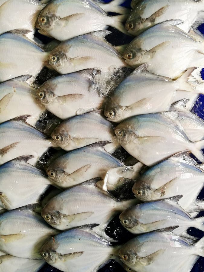 Gruppe weiße Butterfische, silberne Butterfische von Pampus-argenteus Reihe für VerkaufsMeeresfruchtmarkt lizenzfreie stockfotografie Gruppe weiße Butterfische, silberne Butterfische von Pampus-argenteus Reihe für VerkaufsMeeresfruchtmarkt lizenzfreie stockfotografie