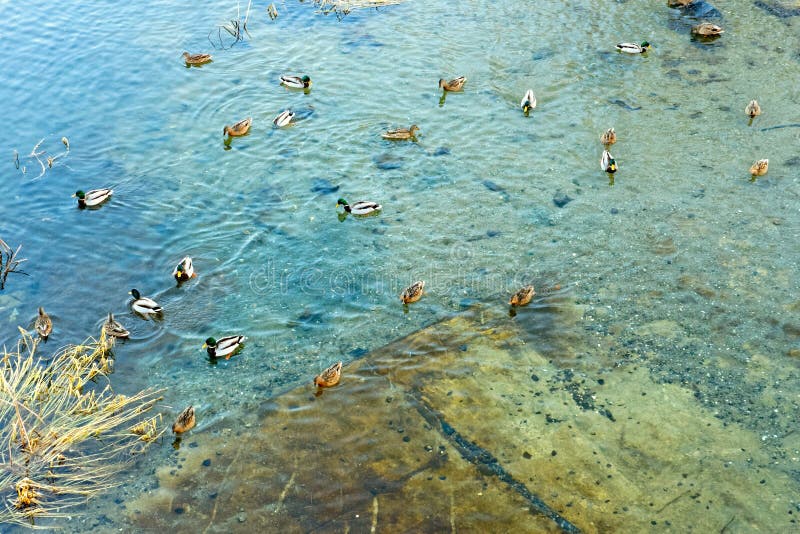 Gruppe Wildenten, Die Auf Den Teich Schwimmen Stockfoto Bild von