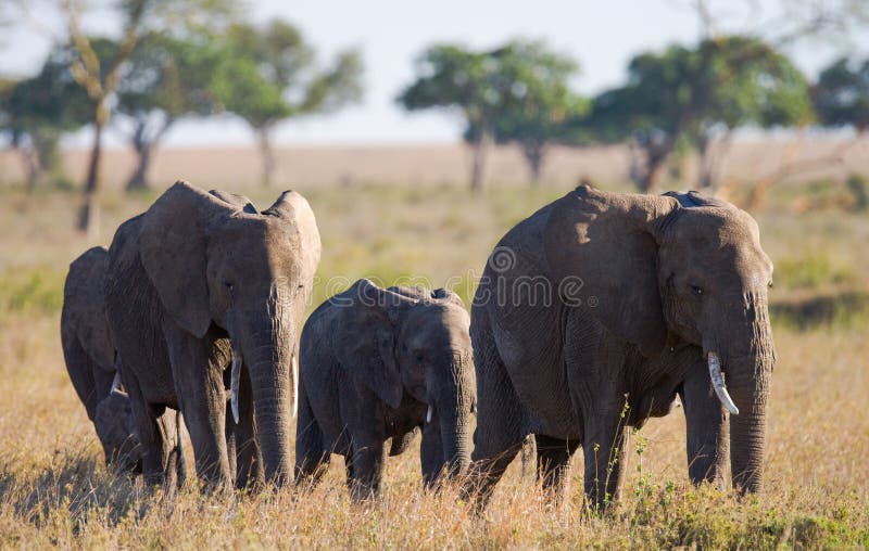 Group elephants in Savannah. Africa. Kenya. Tanzania. Serengeti. Maasai Mara. An excellent illustration. Group elephants in Savannah. Africa. Kenya. Tanzania. Serengeti. Maasai Mara. An excellent illustration.