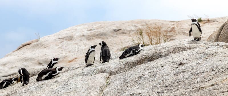 Gruppen av afrikanska pingvin som påverkar varandra med de på, vaggar på stenblock sätter på land i Cape Town, Sydafrika arkivbild Gruppen av afrikanska pingvin som påverkar varandra med de på, vaggar på stenblock sätter på land i Cape Town, Sydafrika arkivbild
