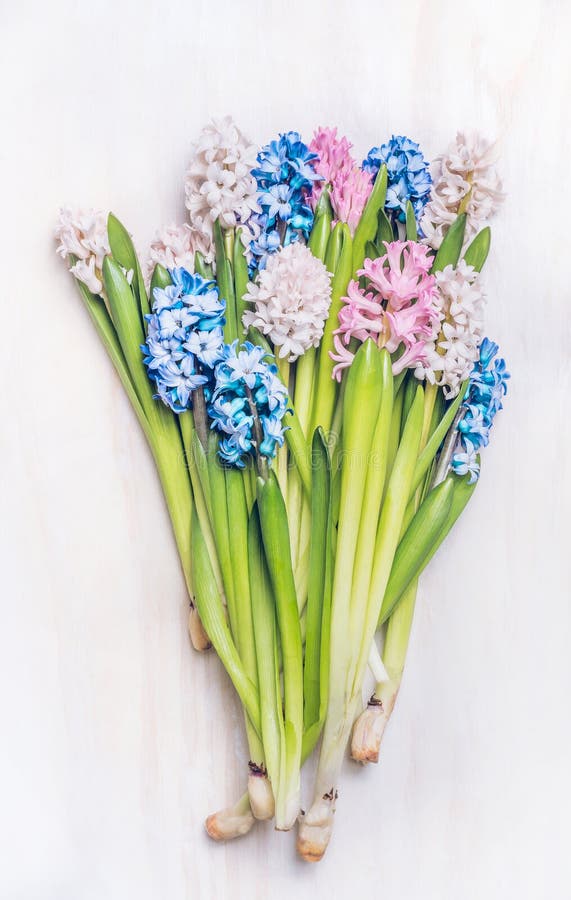 Gruppen av nya färgrika hyacinter blommar, den bästa sikten fotografering för bildbyråer