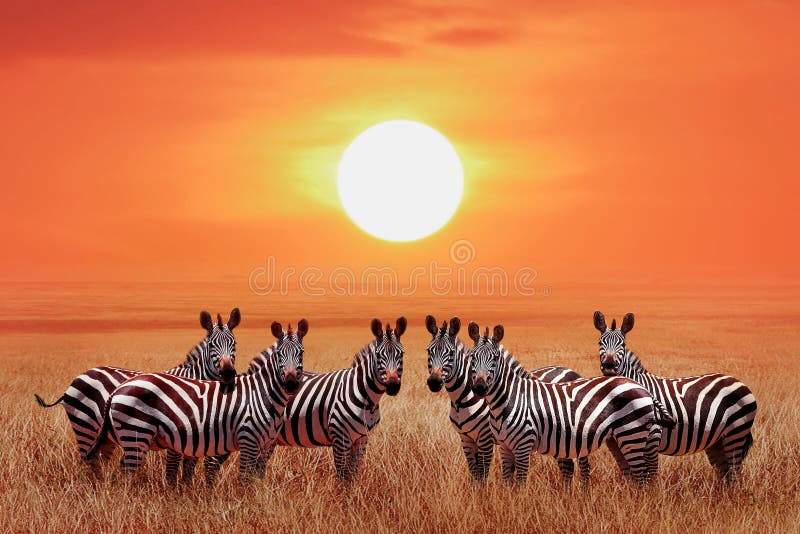 Gruppen zebras i den afrikanska savannen mot den vackra solnedgången Nationalparken Serengeti Tanzania Afrikas vilda liv arkivbilder