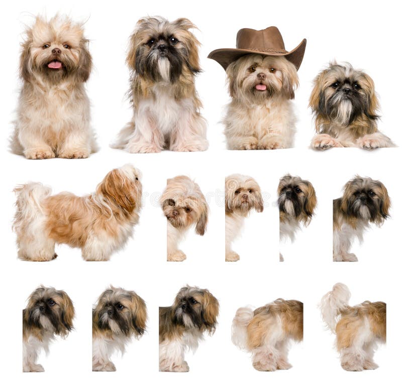 Gruppieren Sie Montage von shih Tzu, 3 Jahre alt stockfotos Gruppieren Sie Montage von shih Tzu, 3 Jahre alt stockfotos