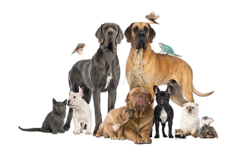Gruppo di animali domestici - cane, gatto, uccello, rettile, coniglio