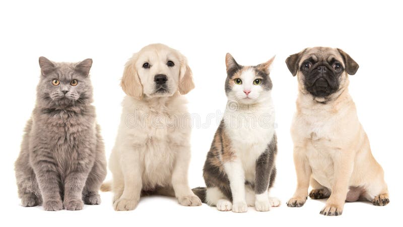 Gruppo di animali domestici, di cuccioli di cane e di gatti adulti