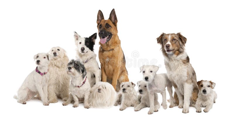Gruppo di cane: pastore tedesco, collie di bordo, parità fotografia stock libera da diritti Gruppo di cane: pastore tedesco, collie di bordo, parità fotografia stock libera da diritti