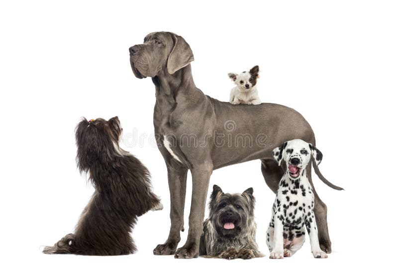 Gruppo di cani Gruppo di cani