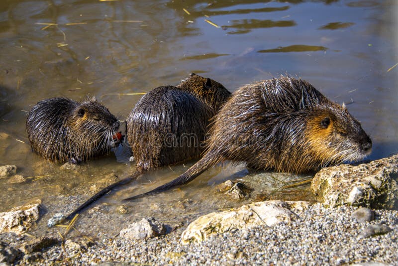 Three cute beavers sitting in the shallow waters of the river`s shore. Three cute beavers sitting in the shallow waters of the river`s shore