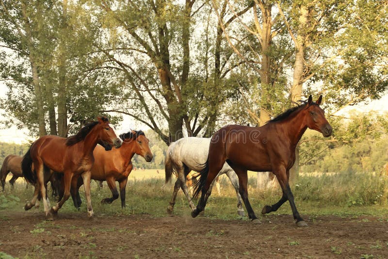 Gruppo di cavalli selvaggii che corrono attraverso il campo fotografie stock Gruppo di cavalli selvaggii che corrono attraverso il campo fotografie stock