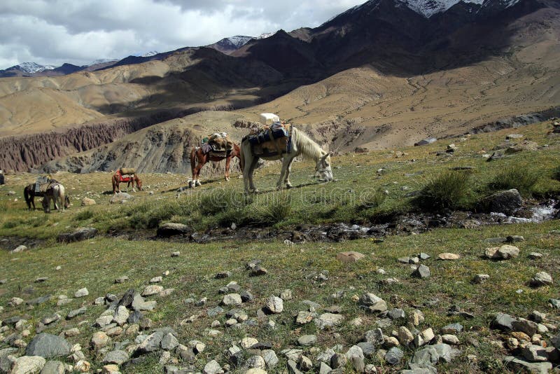 Gruppo di cavalli trekking in bella La della montagna