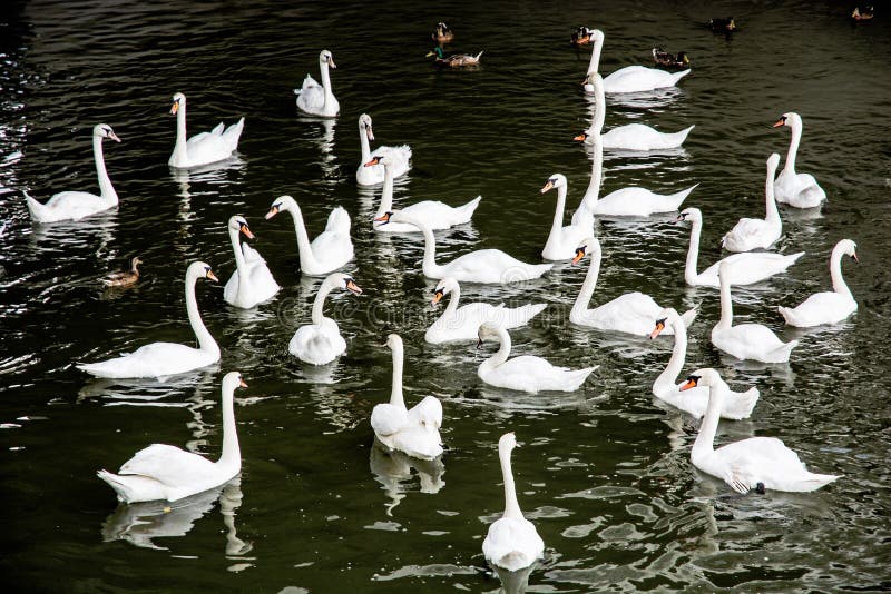Gruppo di cigni bianchi con le anatre nell'acqua fotografie stock Gruppo di cigni bianchi con le anatre nell'acqua fotografie stock