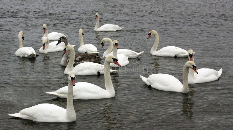 Gruppo di cigni in fiume su orario invernale, cercante alimento fotografia stock Gruppo di cigni in fiume su orario invernale, cercante alimento fotografia stock