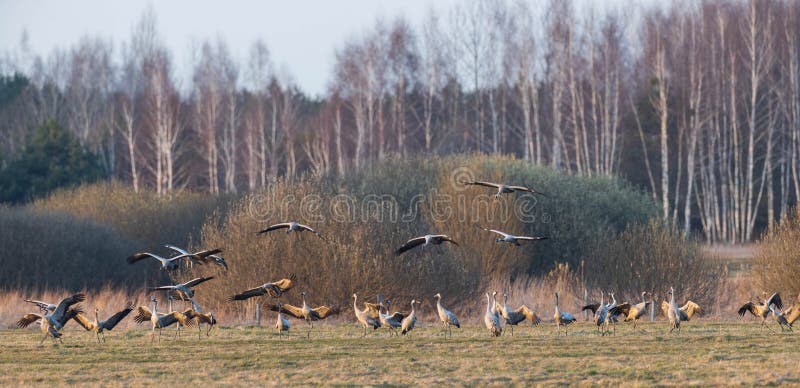 Group of CranesGrus grus in row with somę of them starting to fly, Voivodeship. Poland, Europe. Group of CranesGrus grus in row with somę of them starting to fly, Voivodeship. Poland, Europe
