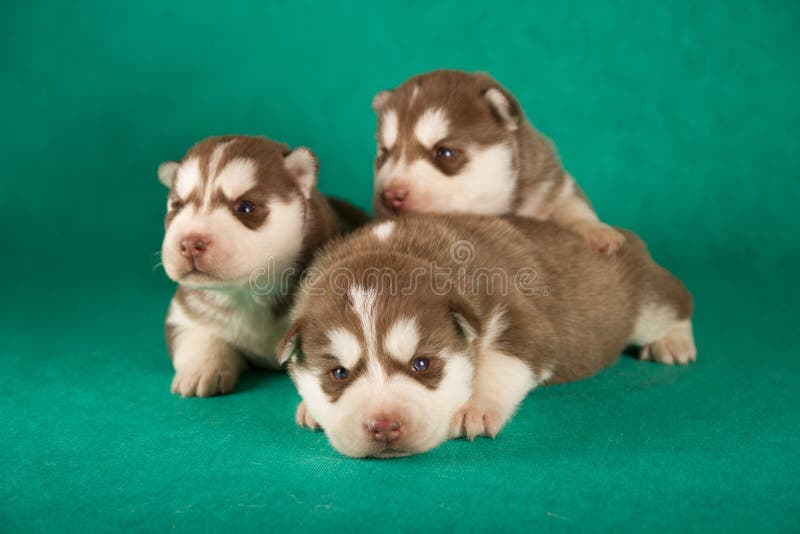 Gruppo di cuccioli felici del husky siberiano su fondo verde immagini stock libere da diritti Gruppo di cuccioli felici del husky siberiano su fondo verde immagini stock libere da diritti